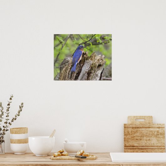 Eastern Bluebird Poster (Küche)