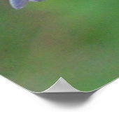 Eastern Bluebird Poster (Ecke)