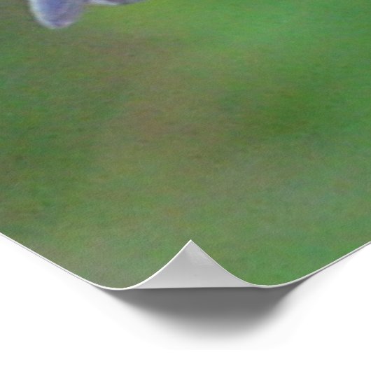 Eastern Bluebird Poster (Ecke)