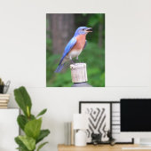 Eastern Bluebird Poster (Heimbüro)