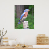 Eastern Bluebird Poster (Küche)