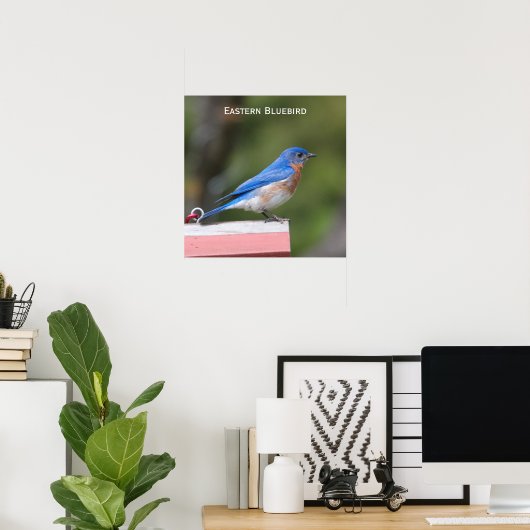 Eastern Bluebird Poster (Heimbüro)