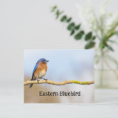 Eastern Bluebird Postkarte (Stehend Vorderseite)