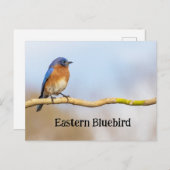 Eastern Bluebird Postkarte (Vorne/Hinten)
