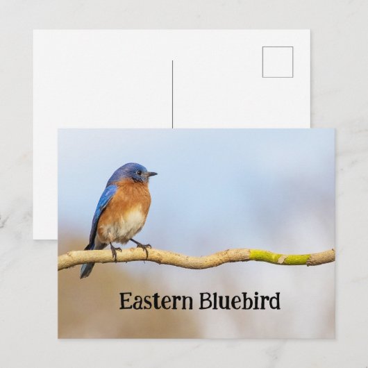 Eastern Bluebird Postkarte (Vorne/Hinten)