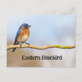 Eastern Bluebird Postkarte (Vorderseite)