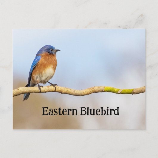 Eastern Bluebird Postkarte (Vorderseite)