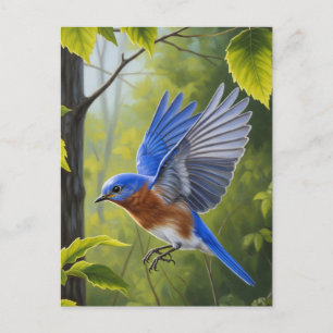 Eastern Bluebird Postkarte