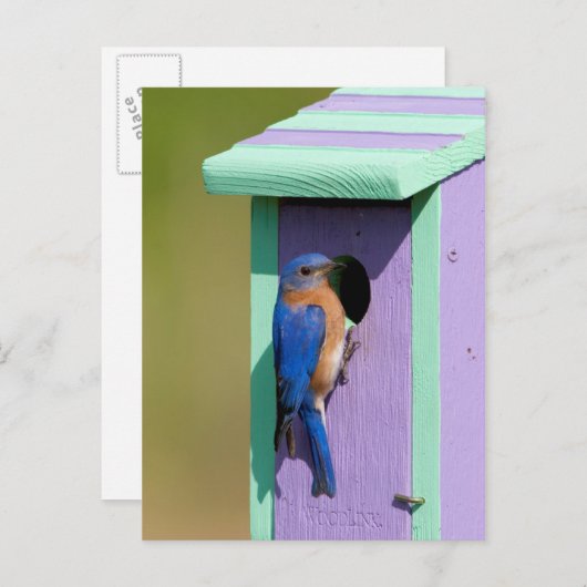 Eastern Bluebird Postkarte (Vorne/Hinten)