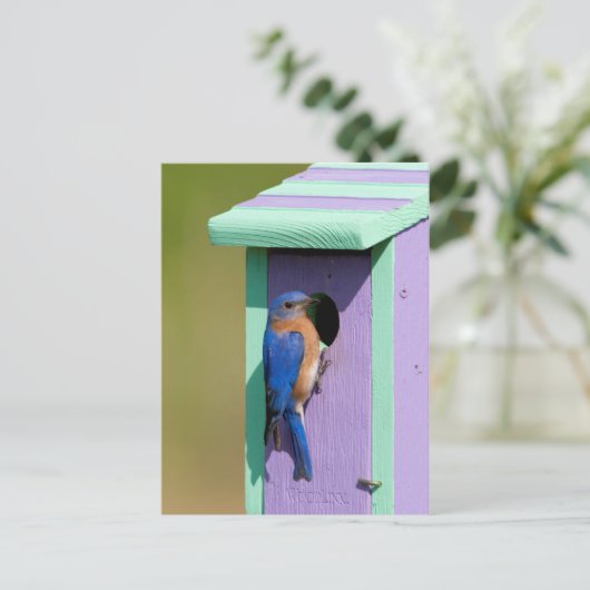 Eastern Bluebird Postkarte (Stehend Vorderseite)