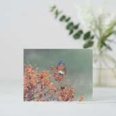 Eastern Bluebird Postkarte (Stehend Vorderseite)