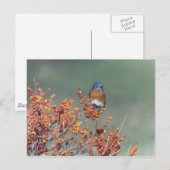 Eastern Bluebird Postkarte (Vorne/Hinten)
