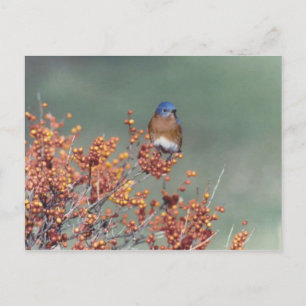 Eastern Bluebird Postkarte