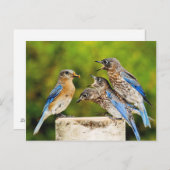 Eastern Bluebird Postkarte (Vorne/Hinten)