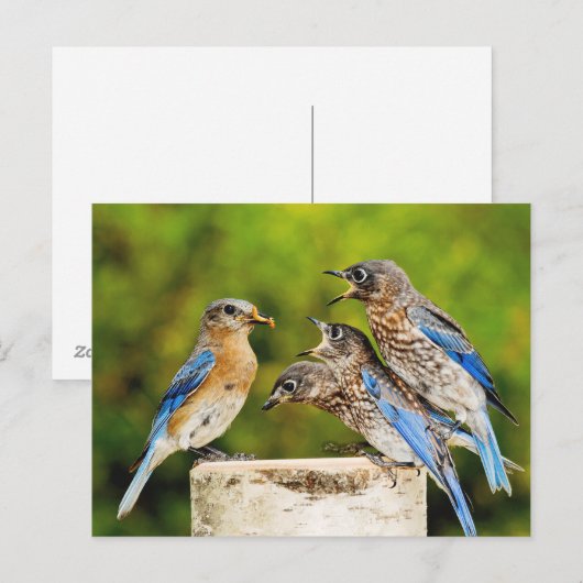 Eastern Bluebird Postkarte (Vorne/Hinten)