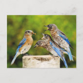 Eastern Bluebird Postkarte (Vorderseite)