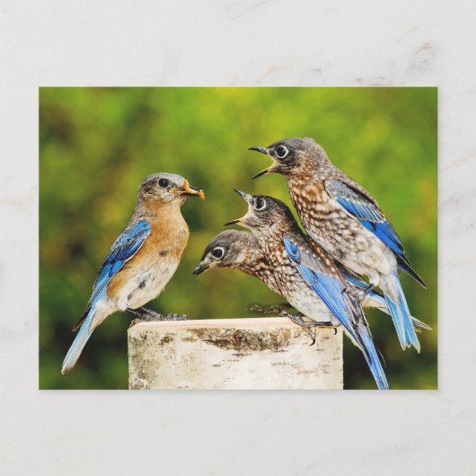 Eastern Bluebird Postkarte (Vorderseite)