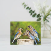 Eastern Bluebird Postkarte (Stehend Vorderseite)