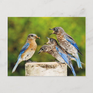 Eastern Bluebird Postkarte