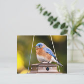 Eastern Bluebird Postkarte (Stehend Vorderseite)