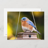 Eastern Bluebird Postkarte (Vorne/Hinten)
