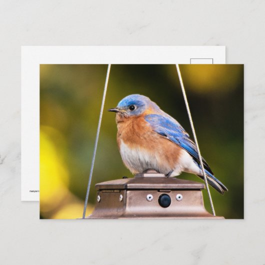 Eastern Bluebird Postkarte (Vorne/Hinten)