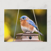 Eastern Bluebird Postkarte (Vorderseite)