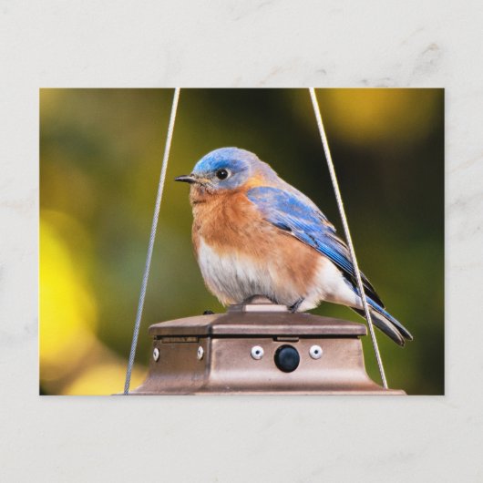 Eastern Bluebird Postkarte (Vorderseite)
