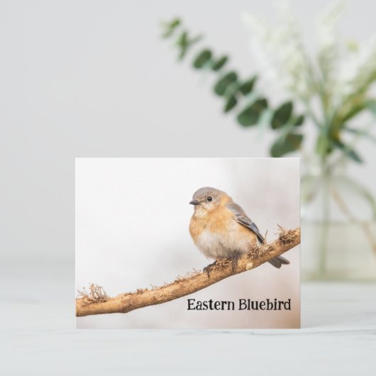 Eastern Bluebird Postkarte (Stehend Vorderseite)
