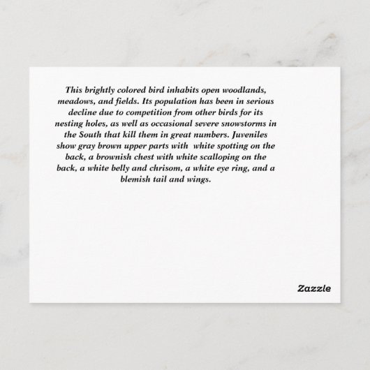 Eastern Bluebird Postkarte (Rückseite)