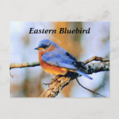 Eastern Bluebird Postkarte (Vorderseite)