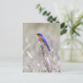 Eastern Bluebird Postkarte (Stehend Vorderseite)