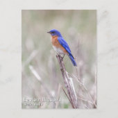 Eastern Bluebird Postkarte (Vorderseite)