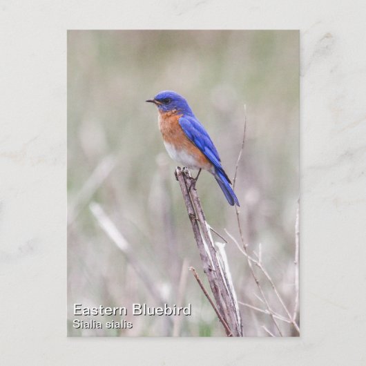 Eastern Bluebird Postkarte (Vorderseite)