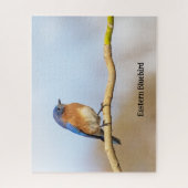 Eastern Bluebird Puzzle (Vertikal)