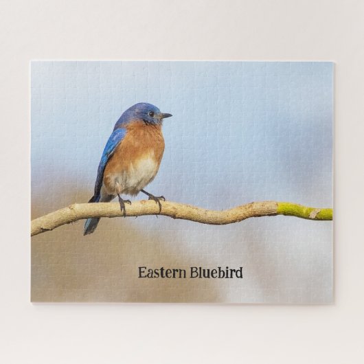 Eastern Bluebird Puzzle (Horizontal)