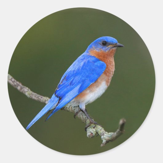 Eastern Bluebird Runder Aufkleber (Vorderseite)