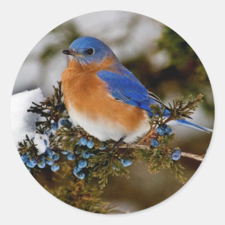 Eastern Bluebird Runder Aufkleber