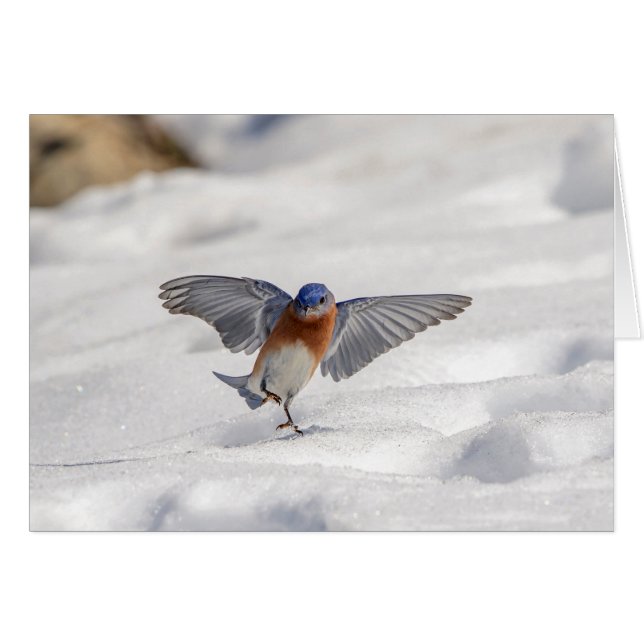 Eastern Bluebird tanzen im Schnee (Vorderseite (Horizontal))