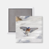Eastern Bluebird tanzen im Schnee Magnet (Vorderseite/Rückseite)