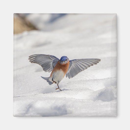 Eastern Bluebird tanzen im Schnee Magnet (Vorne)
