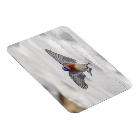 Eastern Bluebird tanzen im Schnee Magnet (Rechte Seite)
