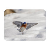 Eastern Bluebird tanzen im Schnee Magnet (Horizontal)