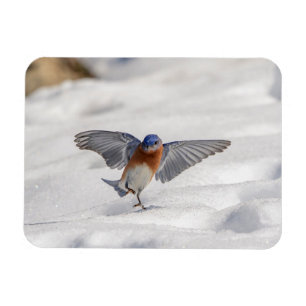 Eastern Bluebird tanzen im Schnee Magnet