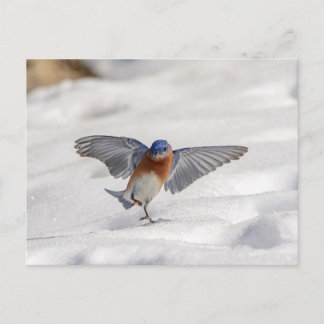 Eastern Bluebird tanzen im Schnee Postkarte