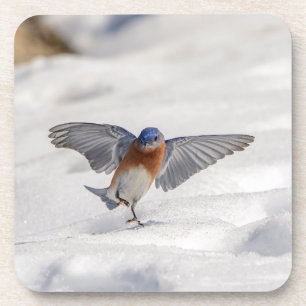 Eastern Bluebird tanzen im Schnee Untersetzer