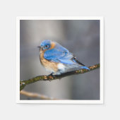 Eastern Bluebird über eisbedecktes Limb Papier Nap Serviette (Vorderseite)