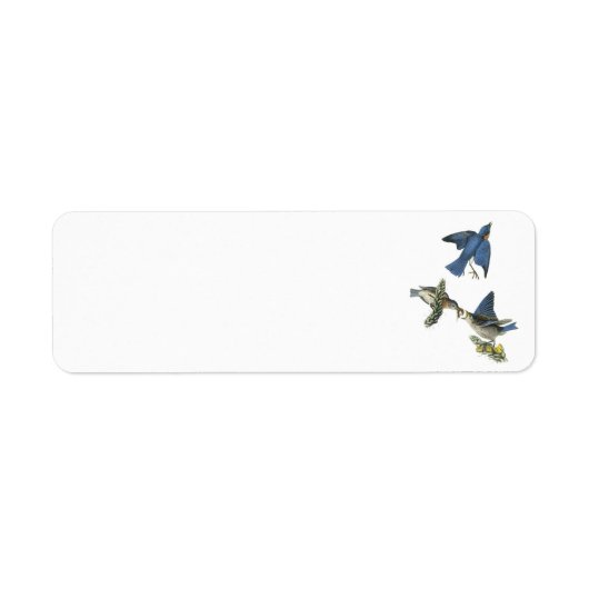 Eastern Bluebird von Audubon (Vorne)