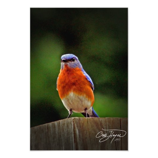 Eastern Bluebird Wall Decor Foto (Vorne)