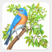 Eastern Bluebird Wild Bird Stickers (Vorderseite)